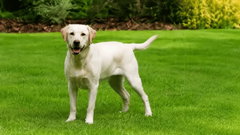 Abradore: Complete Care, Training, Health, Temperament and Puppy Guide
