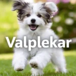 valplekar